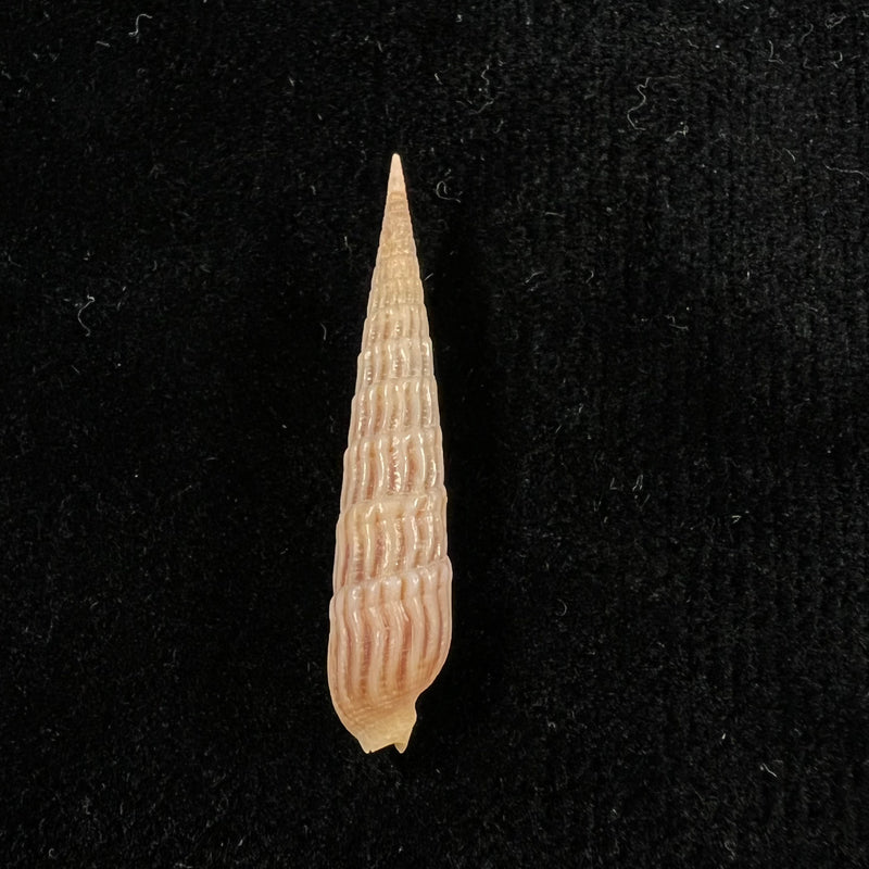 Myurellopsis parkinsoni (Cernohorsky & Bratcher, 1976) - 38,7mm