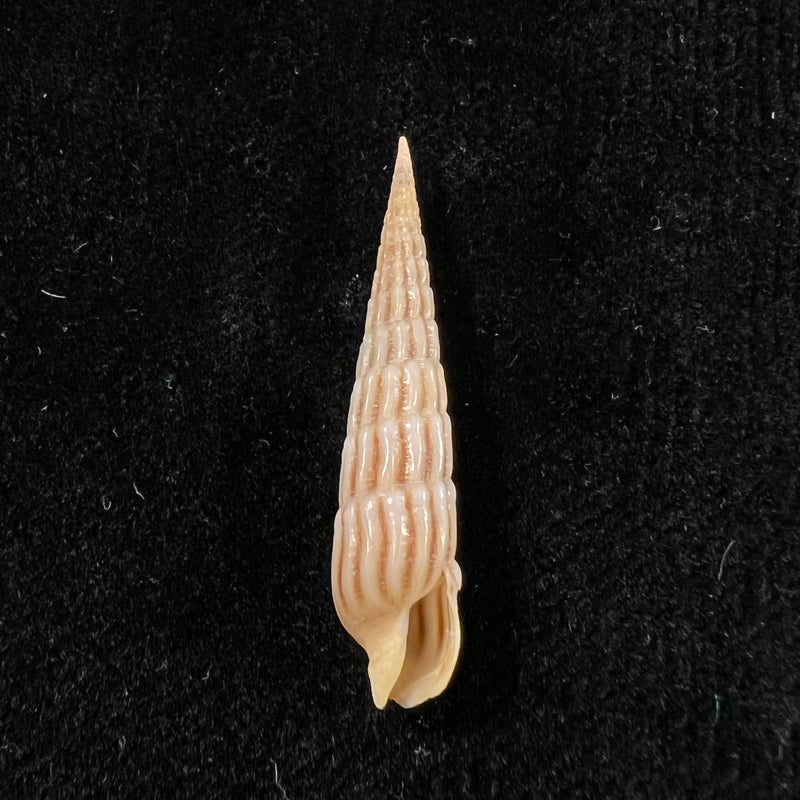 Myurellopsis parkinsoni (Cernohorsky & Bratcher, 1976) - 34,1mm