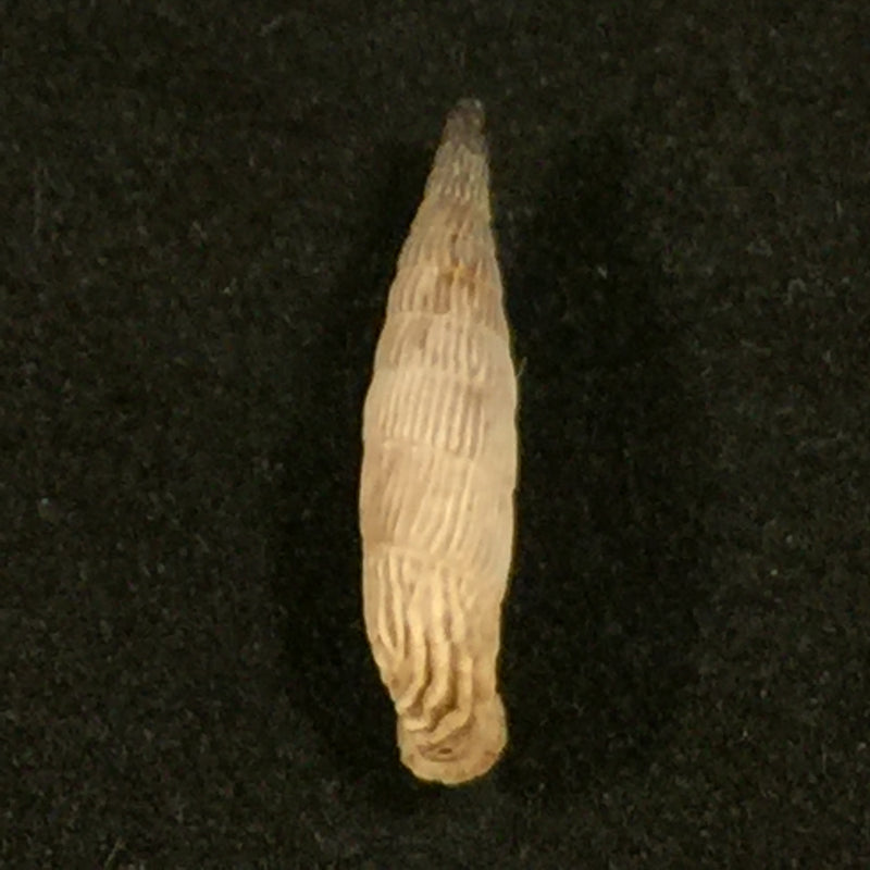 Albinaria inflata draparnaldi (Olivier, 1801) - 18,5mm