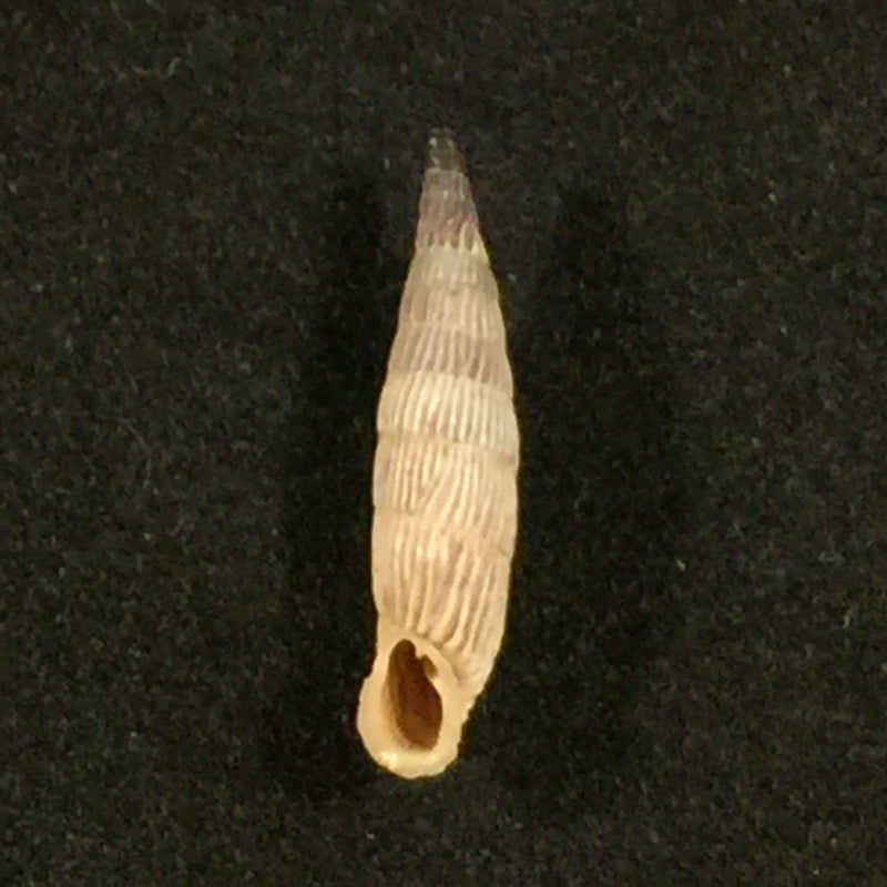 Albinaria inflata draparnaldi (Olivier, 1801) - 18,5mm