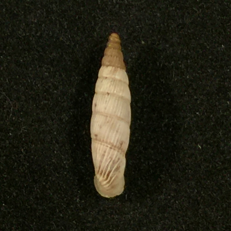 Albinaria senilis leucadia (Westerlund, 1901) - 13mm