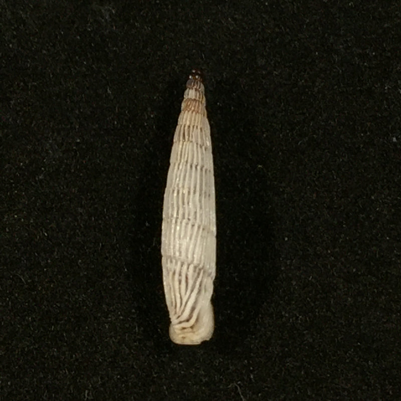 Albinaria teres extensa (L. Pfeiffer, 1864) - 17,4mm