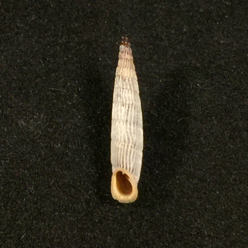 Albinaria teres extensa (L. Pfeiffer, 1864) - 17,4mm