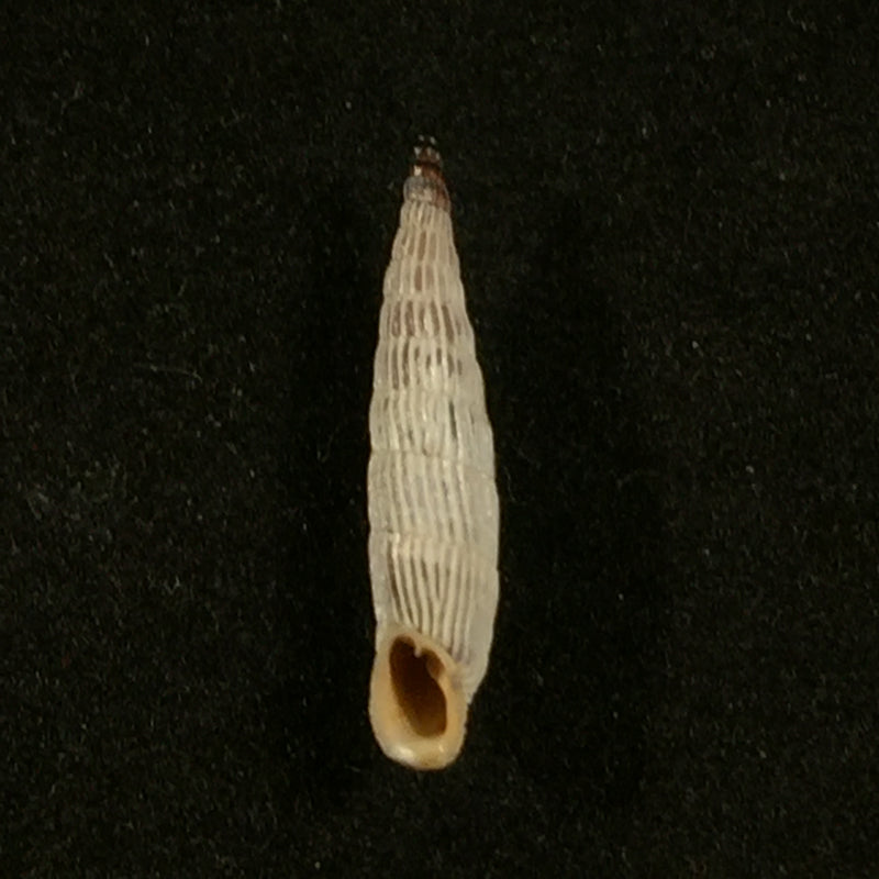 Albinaria teres extensa (L. Pfeiffer, 1864) - 18,2mm