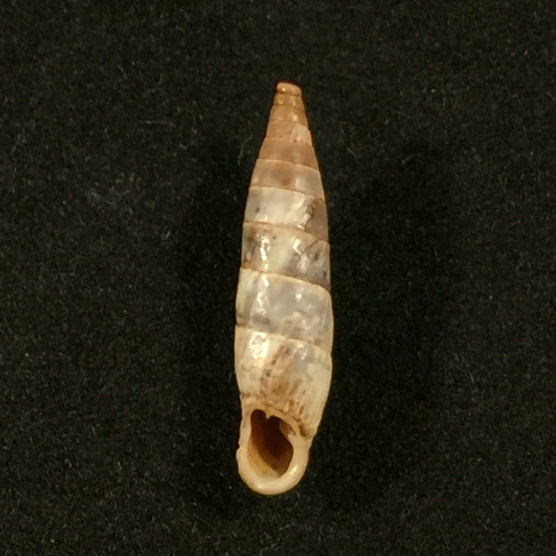 Albinaria eburnea glabella (L. Pfeiffer, 1864) - 20,9mm