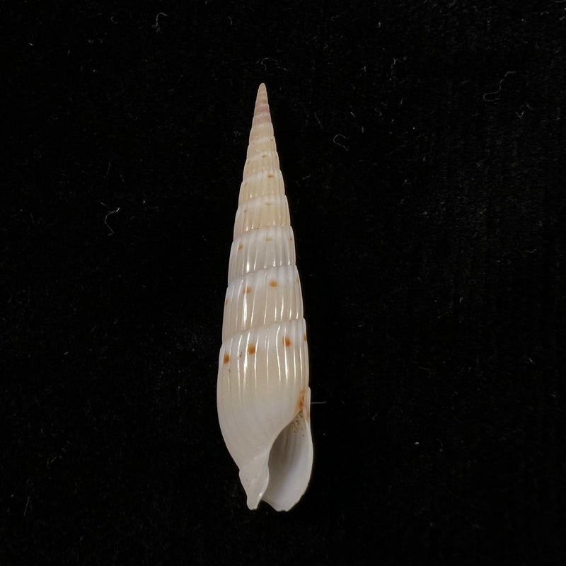Hastula strigilata (Linnaeus, 1758) - 41,7mm