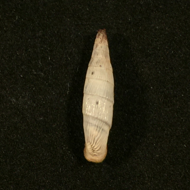 Albinaria teres vermiculata (O. Boettger, 1883) - 19,7mm