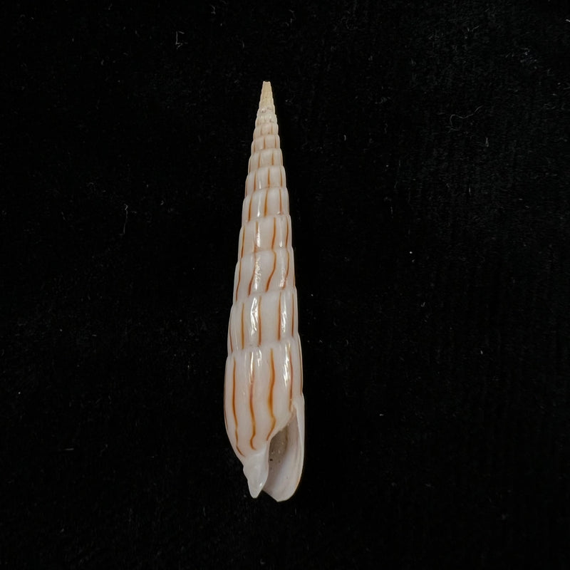 Hastula lanceata (Linnaeus, 1758) - 47,3mm