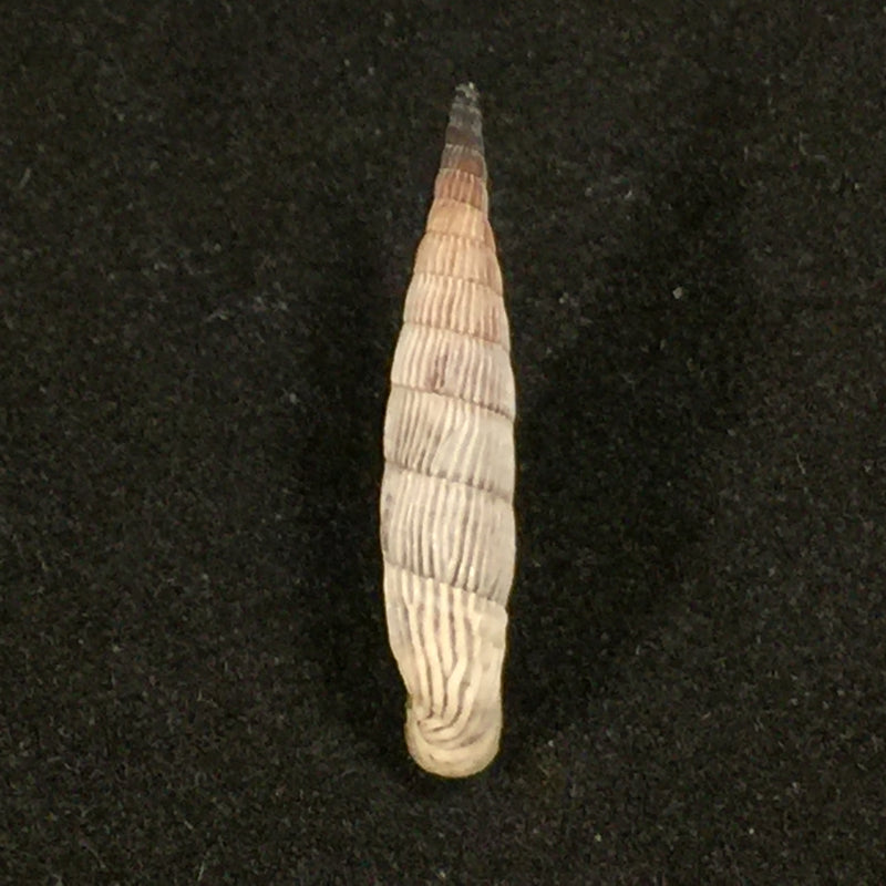 Albinaria teres extensa (L. Pfeiffer, 1864) - 22,3mm