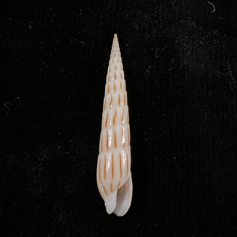 Hastula lanceata (Linnaeus, 1758) - 45,5mm