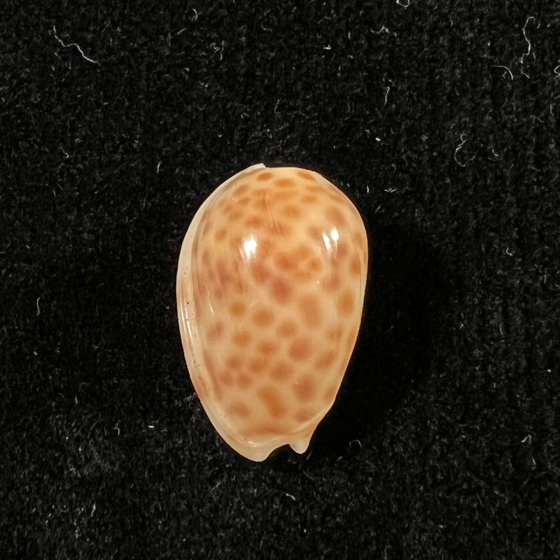 Persicula persicula (Linnaeus, 1758) - 19,5mm