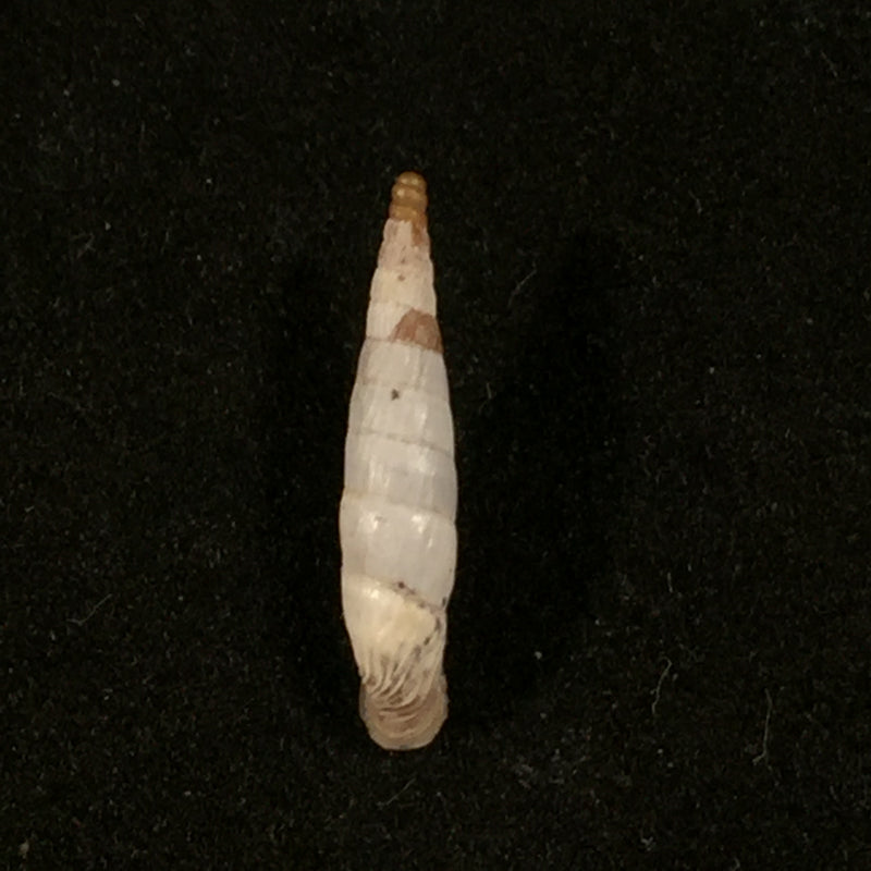 Albinaria olivieri (Roth, 1839) - 18,4mm