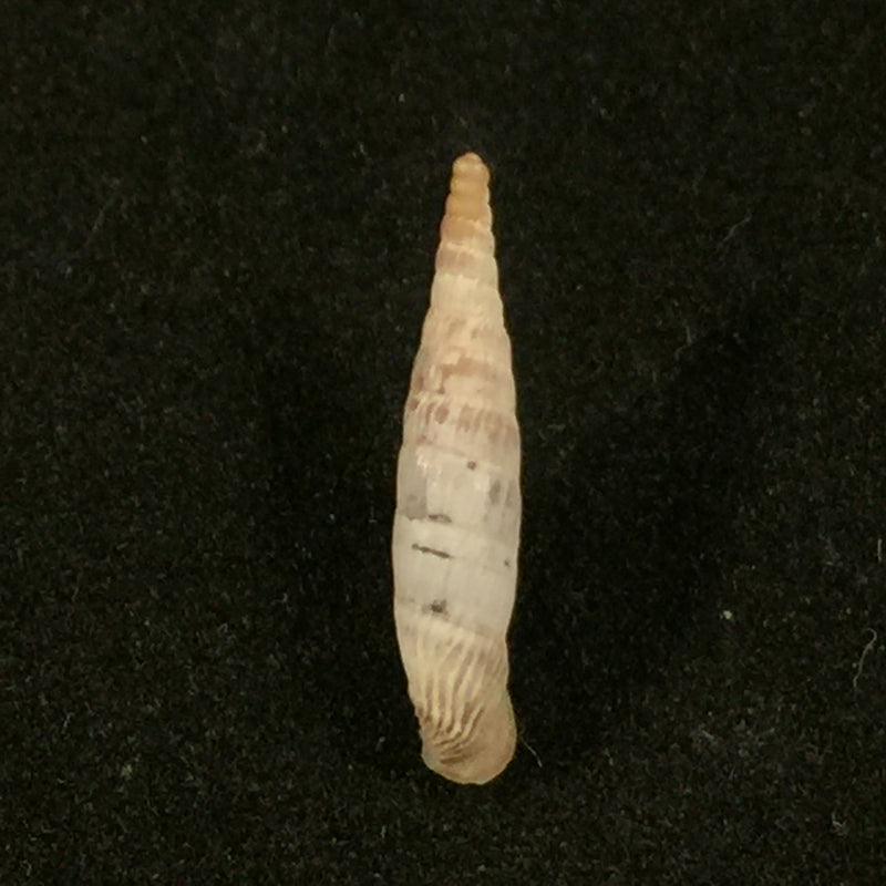 Albinaria olivieri (Roth, 1839) - 17,3mm
