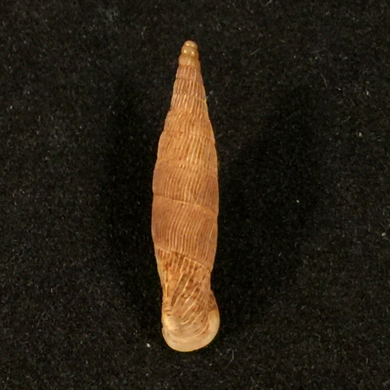 Albinaria klemmi O. Paget, 1971 - 21,1mm