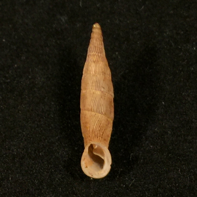 Albinaria klemmi O. Paget, 1971 - 21,1mm