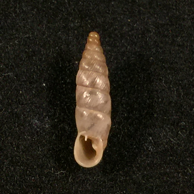 Albinaria krueperi dissipata (Boettger, 1878) - 12,4mm