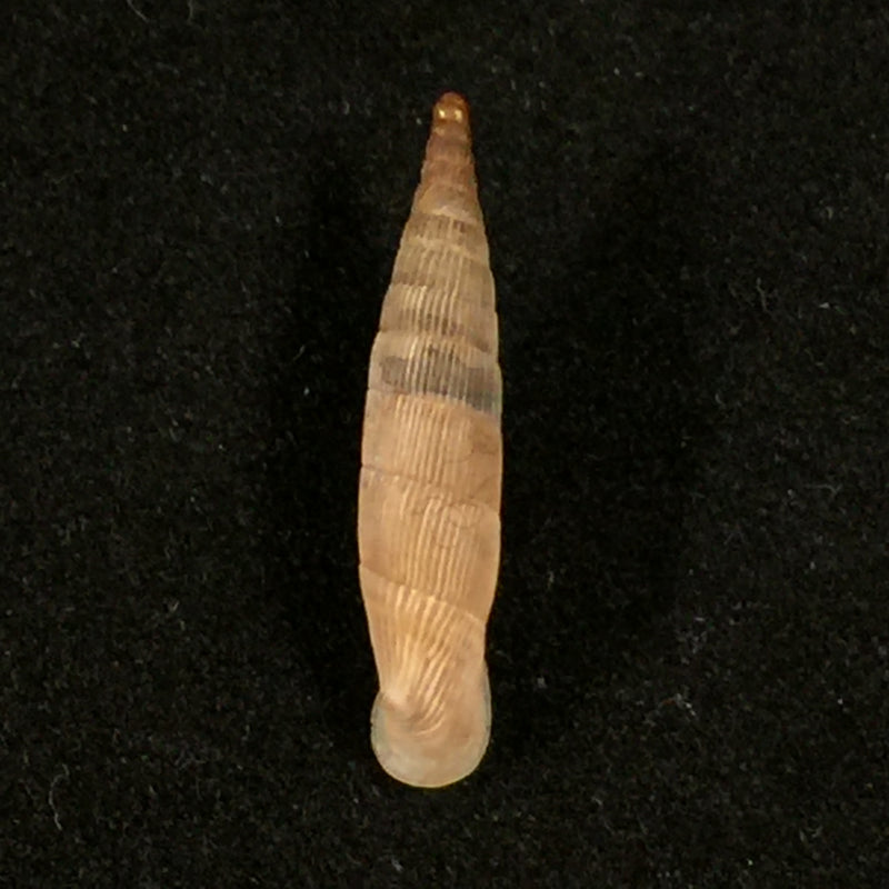 Albinaria hippolyti aphrodite (Boettger, 1883) - 19,9mm