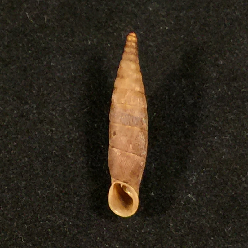 Albinaria hippolyti holtzi (Sturany, 1904) - 19,6mm