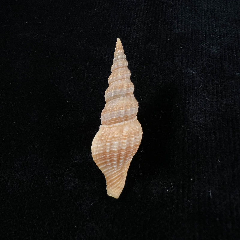 Clathrodrillia flavidula (Lamarck, 1822) - 50,3mm