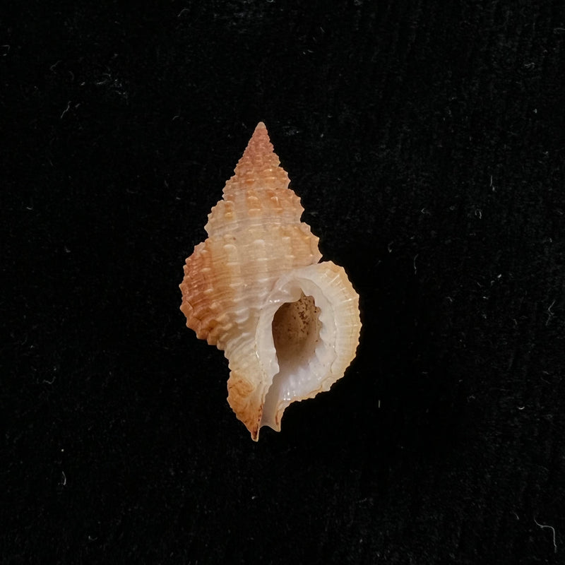 Nassaria acuminata (Reeve, 1844) - 25,5mm