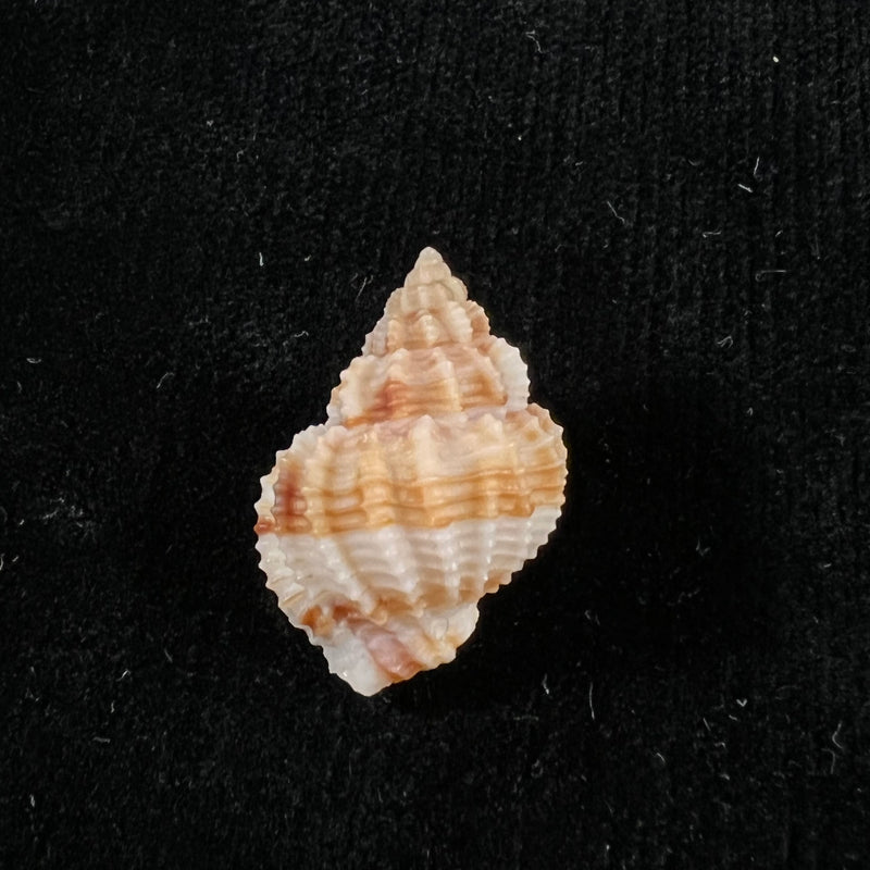 Bivetiella similis ( GB Sowerby I, 1833) - 24,8mm
