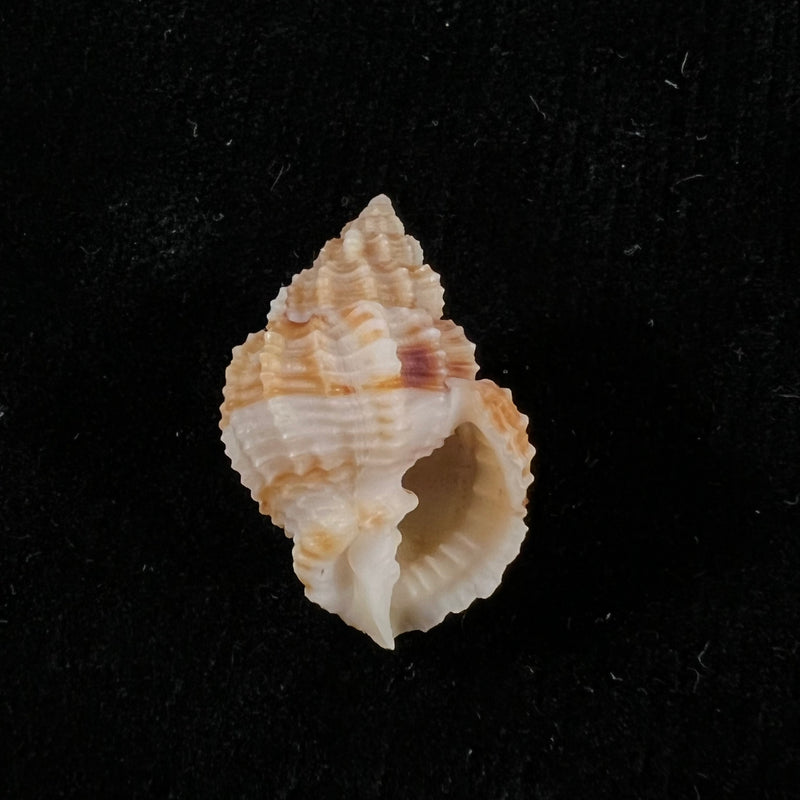 Bivetiella similis ( GB Sowerby I, 1833) - 24,8mm