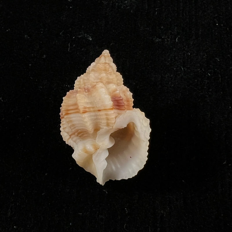 Bivetiella similis ( GB Sowerby I, 1833) - 26,1mm
