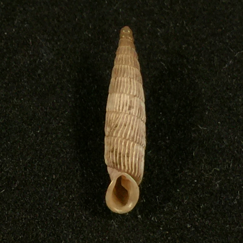 Albinaria virginea litoralis H. Nordsieck, 2004 - 15,6mm