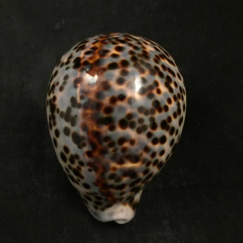 Cypraea tigris Linnaeus, 1758 - 95,5mm