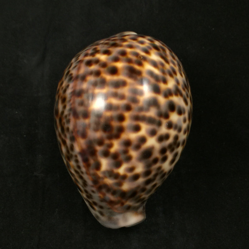 Cypraea tigris Linnaeus, 1758 - 92,4mm