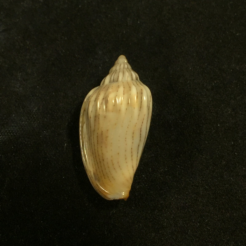 Glabella adansoni (Kiener, 1834) - 26,2mm