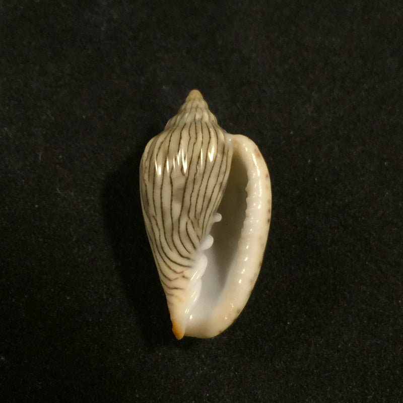 Glabella adansoni (Kiener, 1834) - 26,2mm