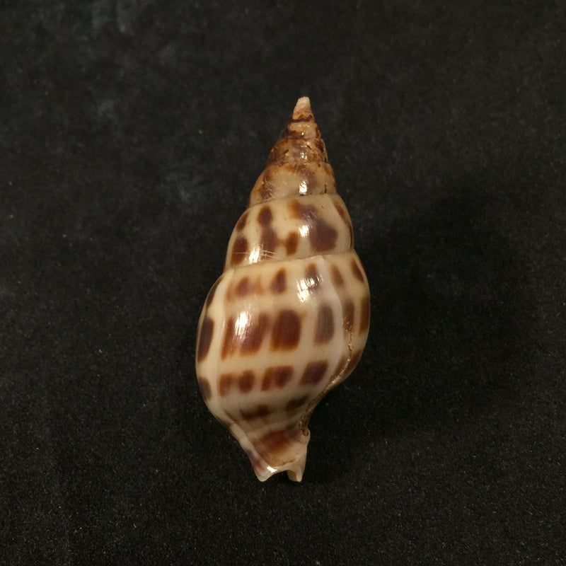 Pusionella nifat (Bruguière, 1789) - 42,1mm