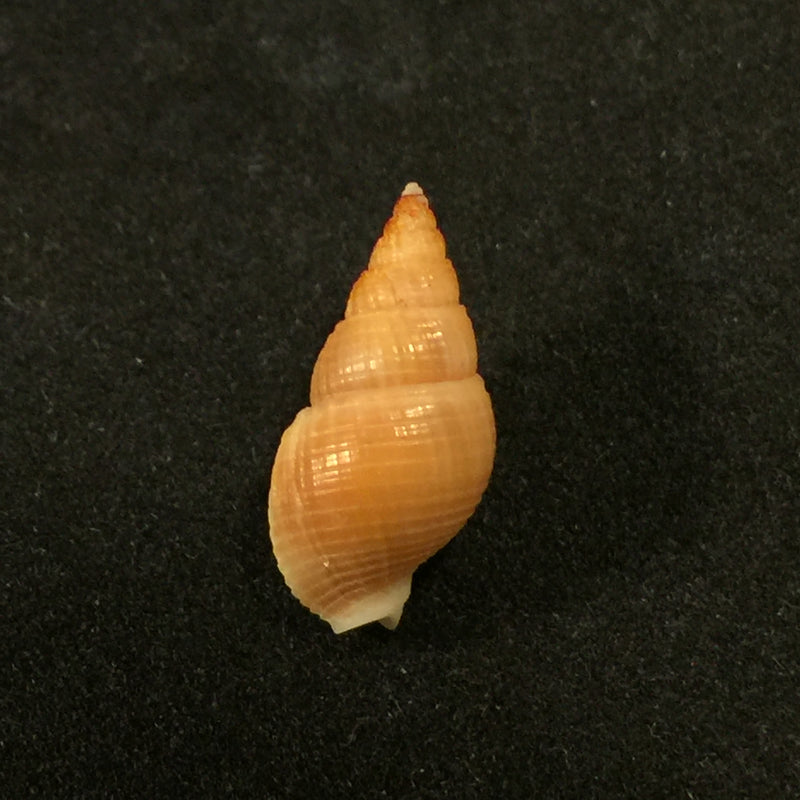 Tritia ovoidea (Locard, 1886) - 18,2mm