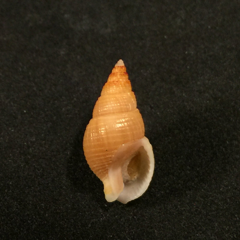 Tritia ovoidea (Locard, 1886) - 18,2mm