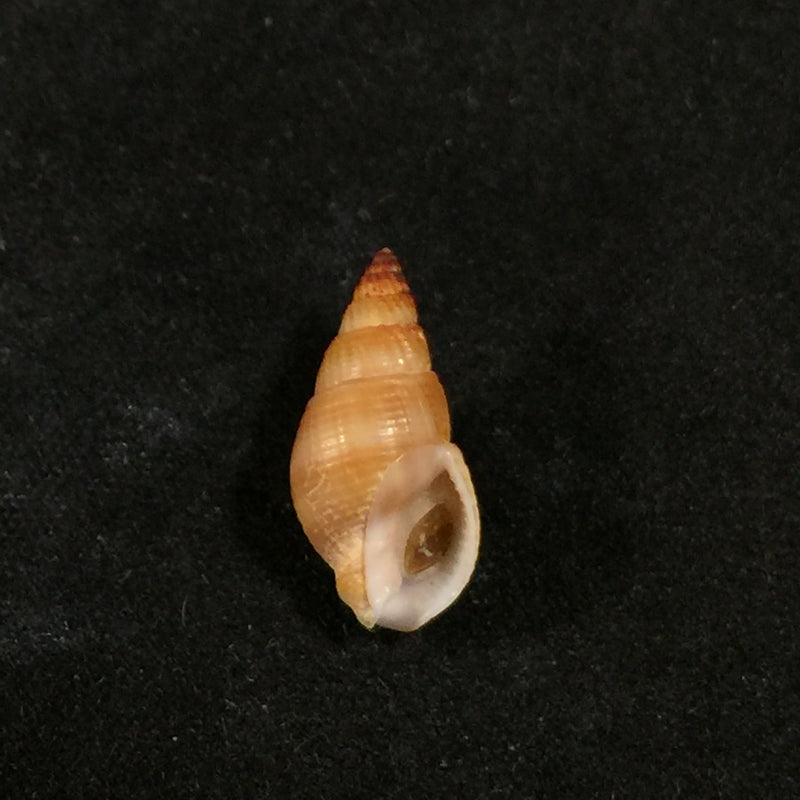 Tritia ovoidea (Locard, 1886) - 17,2mm