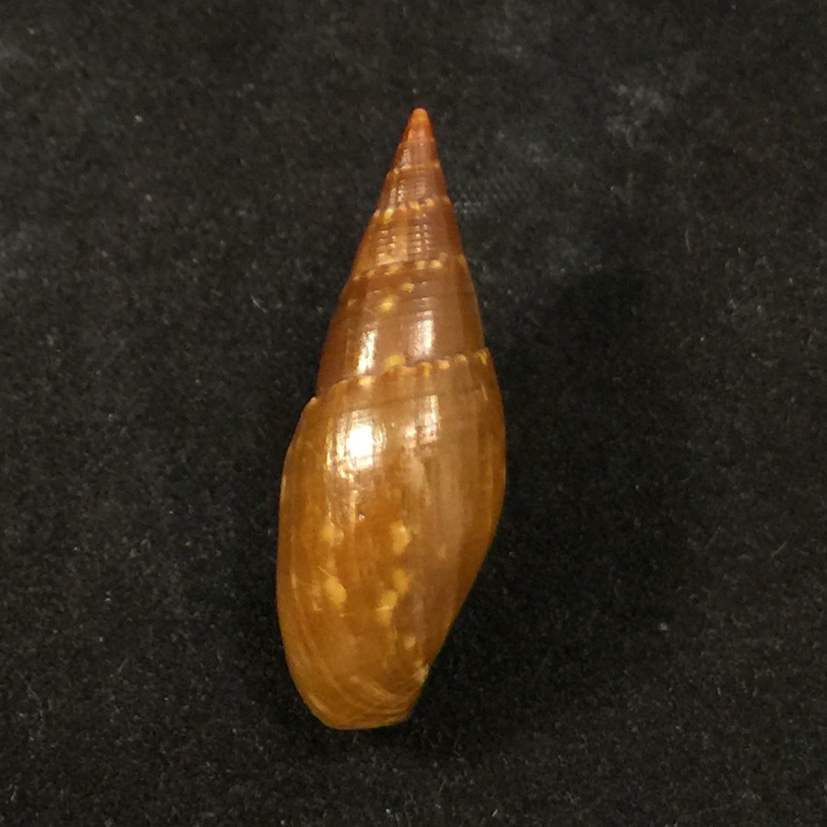 Probata barbadensis (Gmelin, 1791) - 32,1mm