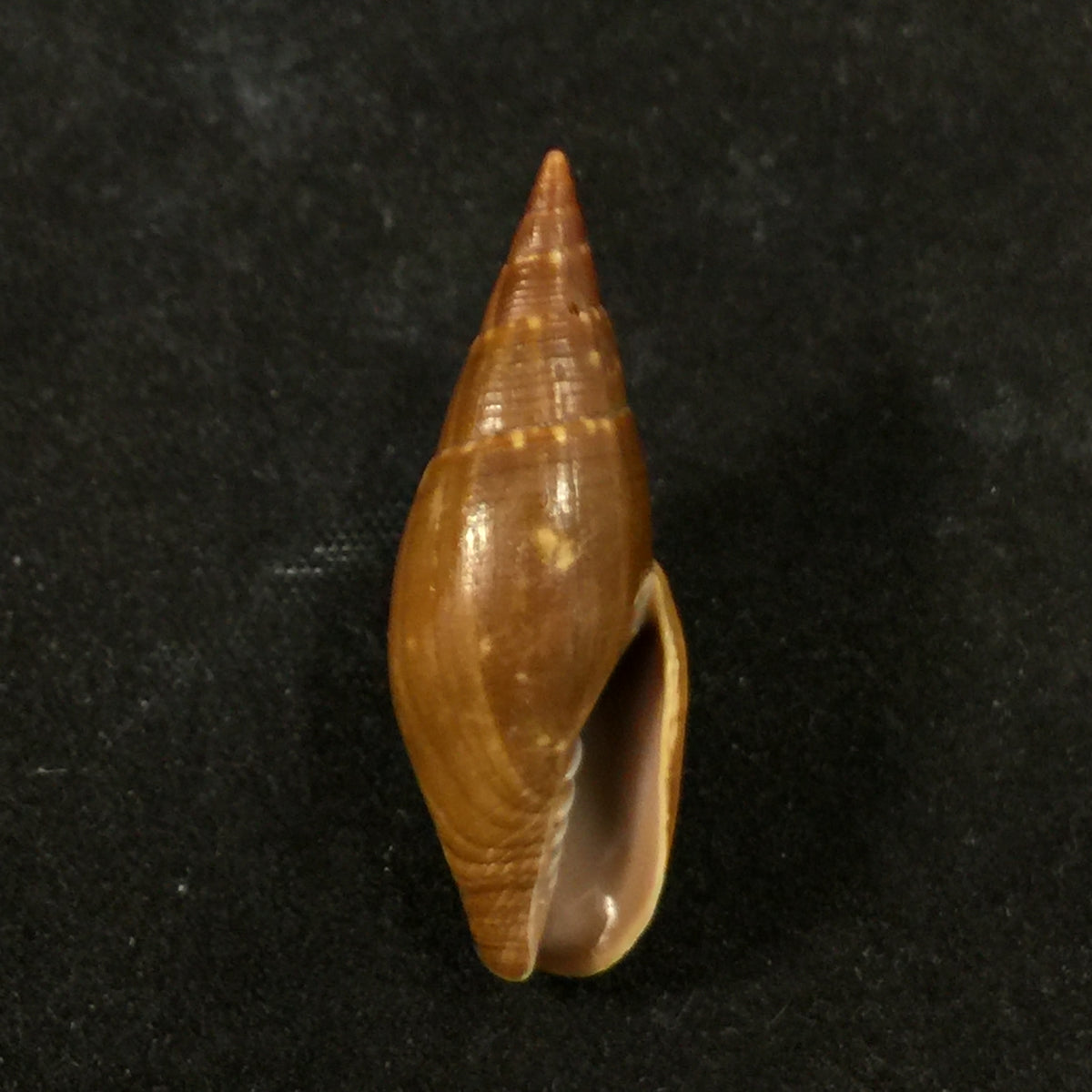 Probata barbadensis (Gmelin, 1791) - 32,1mm