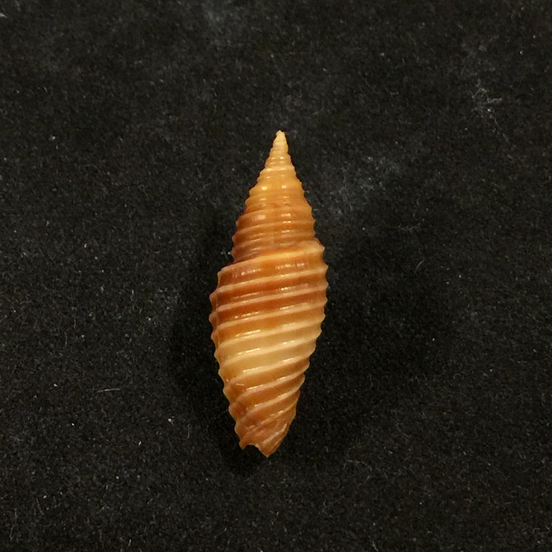 Subcancilla sulcata (Swainson, 1825) - 23,6mm