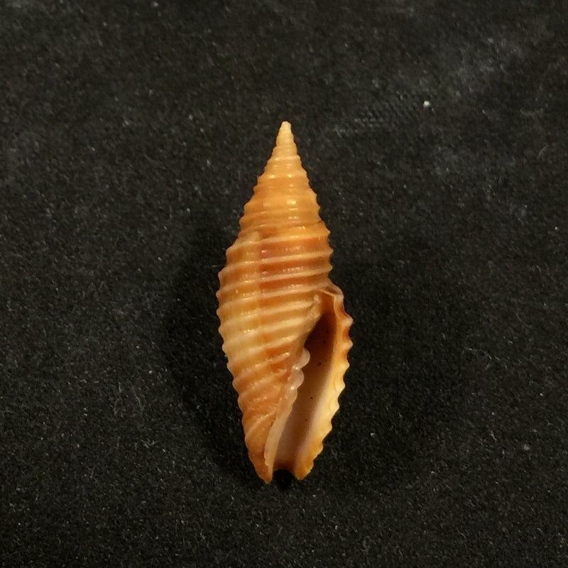 Subcancilla sulcata (Swainson, 1825) - 23,6mm