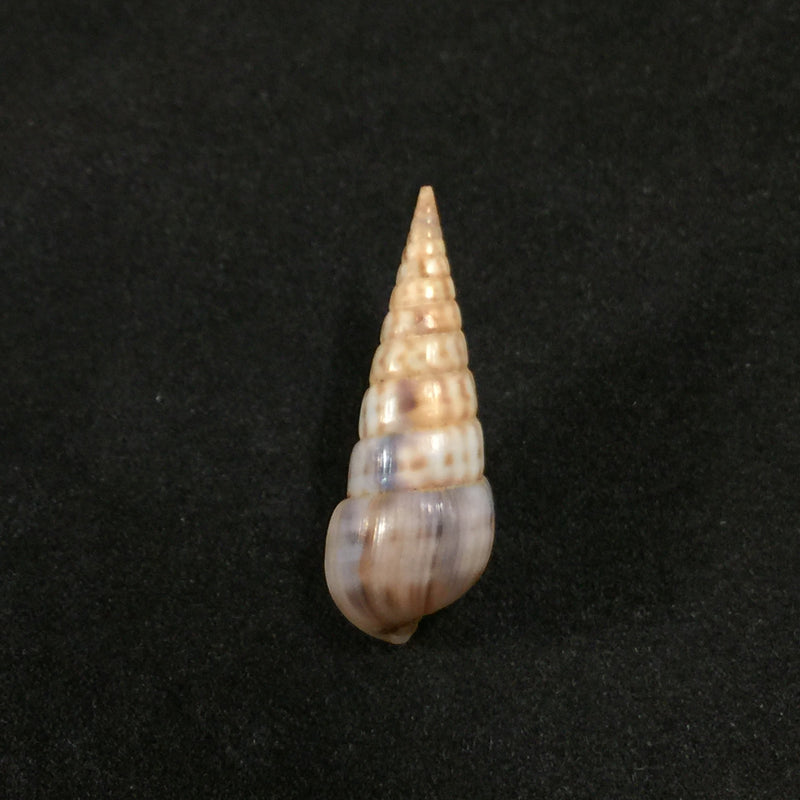 Pyramidella maculosa (Lamarck, 1822) - 28,9mm