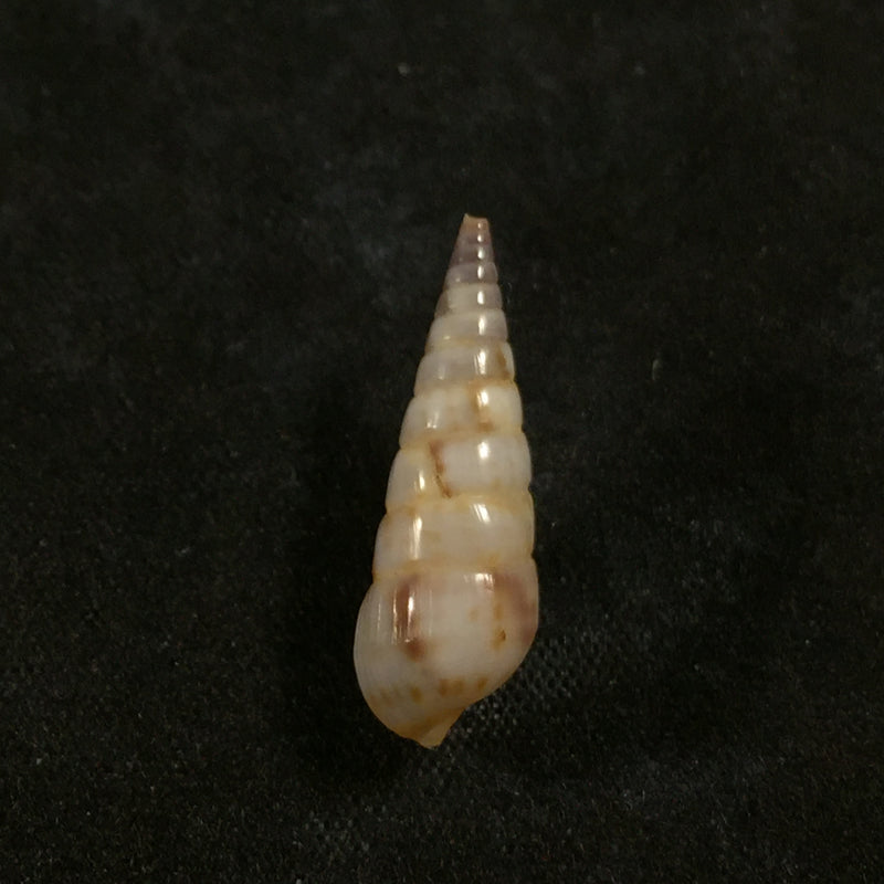 Pyramidella sulcata (Adams, 1854) - 21,3mm