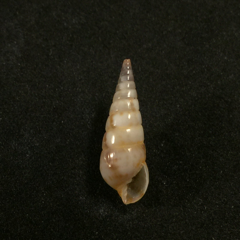 Pyramidella sulcata (Adams, 1854) - 21,3mm