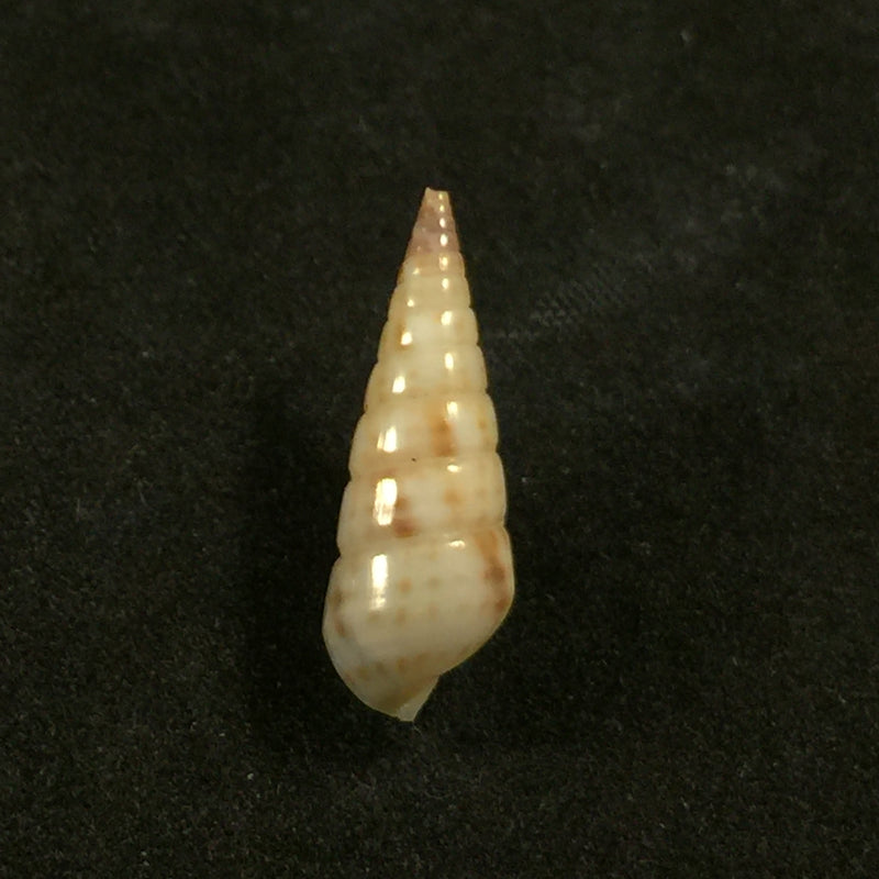 Pyramidella sulcata (Adams, 1854) - 21,1mm