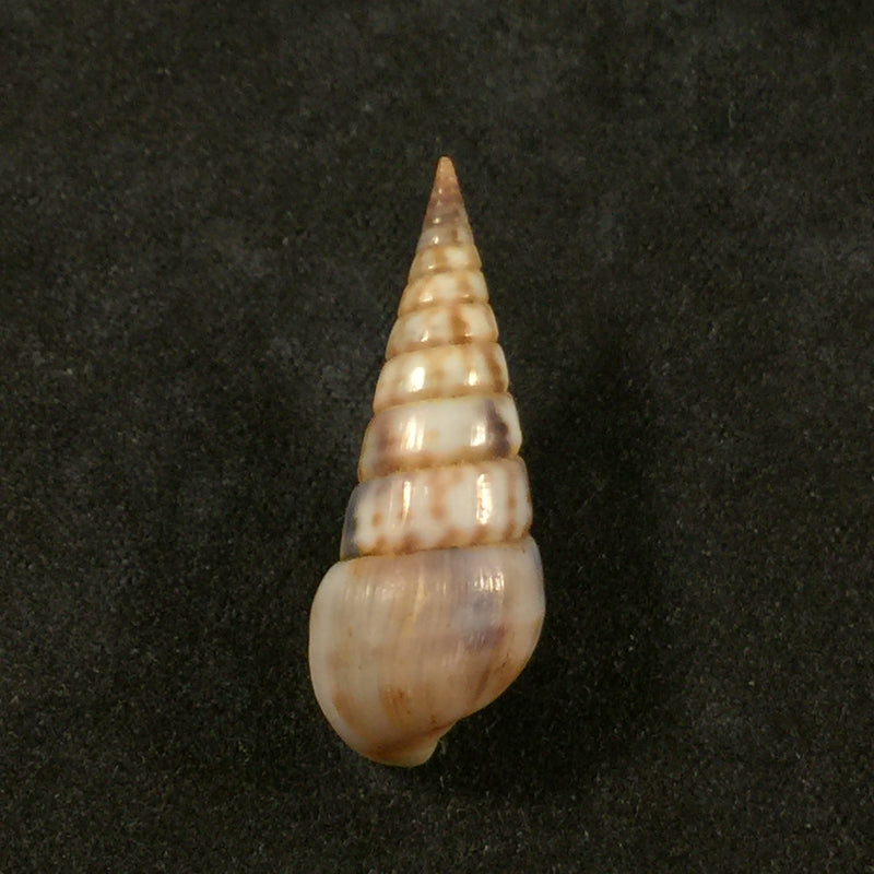 Pyramidella maculosa (Lamarck, 1822) - 27,1mm