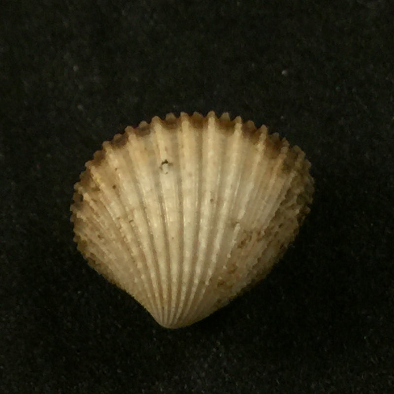 Cardiocardita lacunosa (Reeve, 1843) - 14,6mm