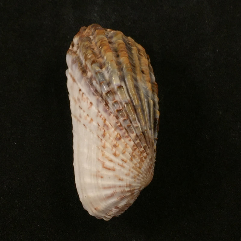 Carditamera gracilis (Schuttleworth, 1856) - 43,3mm