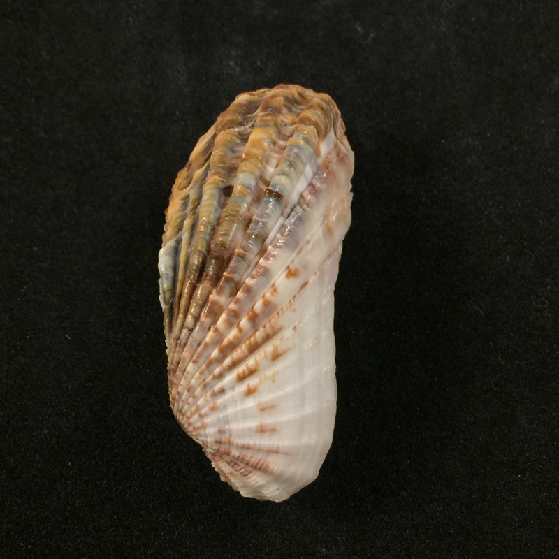 Carditamera gracilis (Schuttleworth, 1856) - 41,5mm