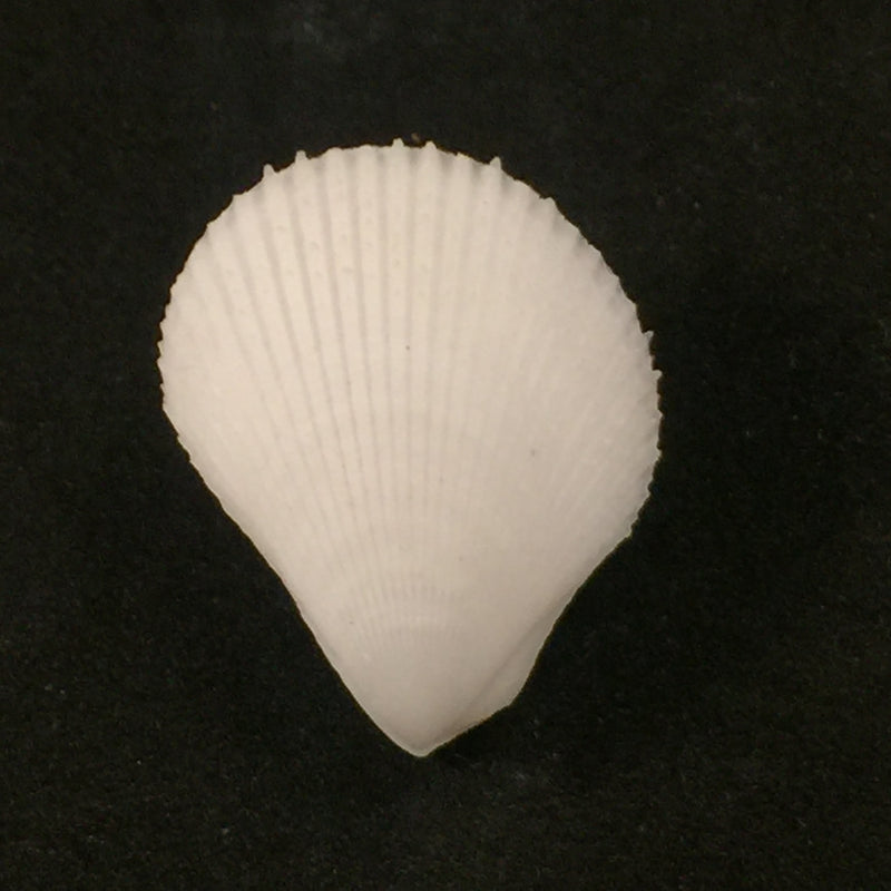Lima caribaea d'Orbigny, 1853 - 33,2mm