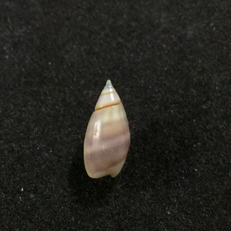 Olivella biplicata (GB Sowerby I, 1825) - 10,5mm